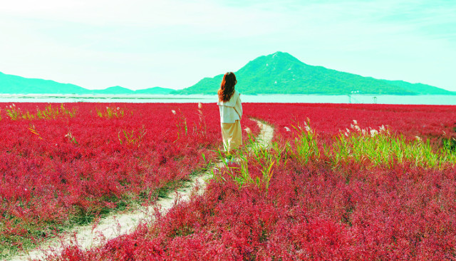 인천 강화군 창후리선착장 뒤 붉게 물든 칠면초. 한국관광공사 제공