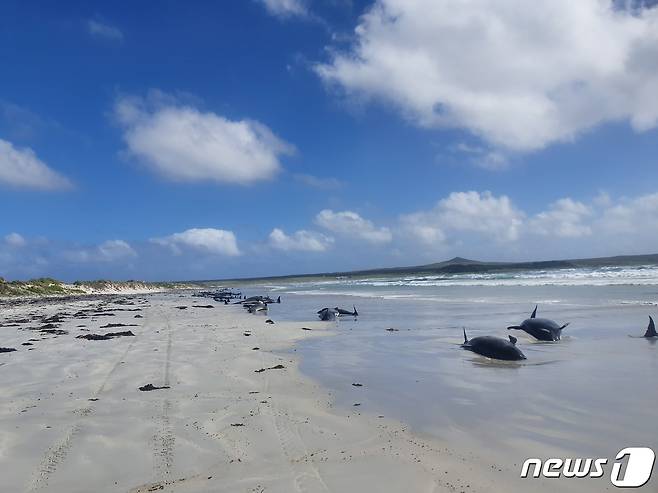 지난 22일 뉴질랜드 동쪽 채텀 제도에서 고래 100마리가 떼죽음을 당한 채 발견됐다. © 로이터=뉴스1