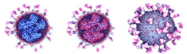 코로나 바이러스의 외부와 내부를 보여주는 3D 모델. 바이러스 안쪽에는 유전물질과 단백질이 결합한 뉴클레오캡시드(파란색)이 있다. 뉴클레오캡시드는 RNA(붉은색)rk 단백질을 휘감고 있는 형태다(가운데)./KUAST