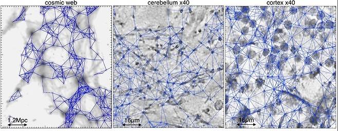 왼쪽부터 우주, 소뇌, 대뇌 피질의 연결망(파란색). 논문에서 인용