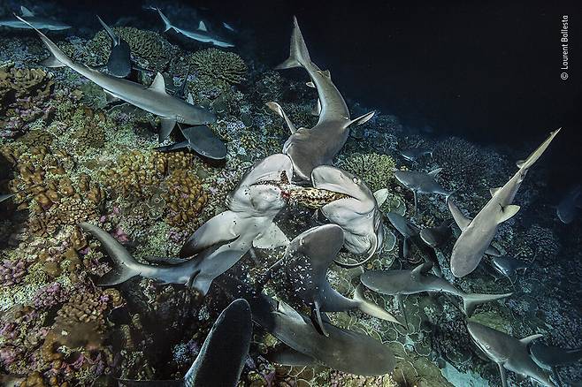 ‘익사와 참시’ 프랑스령 폴리네시아의 파카라바 아톨에서 산호상어들이 무리지어 사냥하는 모습. 로랑 발레스타, 올해의 야생동물사진가 공모전 제공