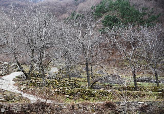 삼도봉 자락 끝마을 해인리 비탈밭에 호두나무가 심겨져 있다. 김천시는 전국 최대 호두 생산지라 주장한다.
