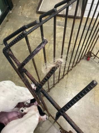 진주 애견호텔이 곰순이를 가둔 케이지./사진=곰순이 보호자