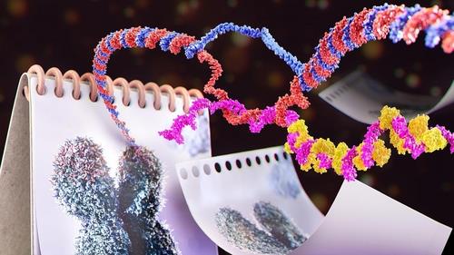비암호 RNA(TERRA)의 텔로미어 축적 과정을 보여주는 그래픽 [EPFL/Demcon-Nymus3D 제공 / 재판매 및 DB 금지]