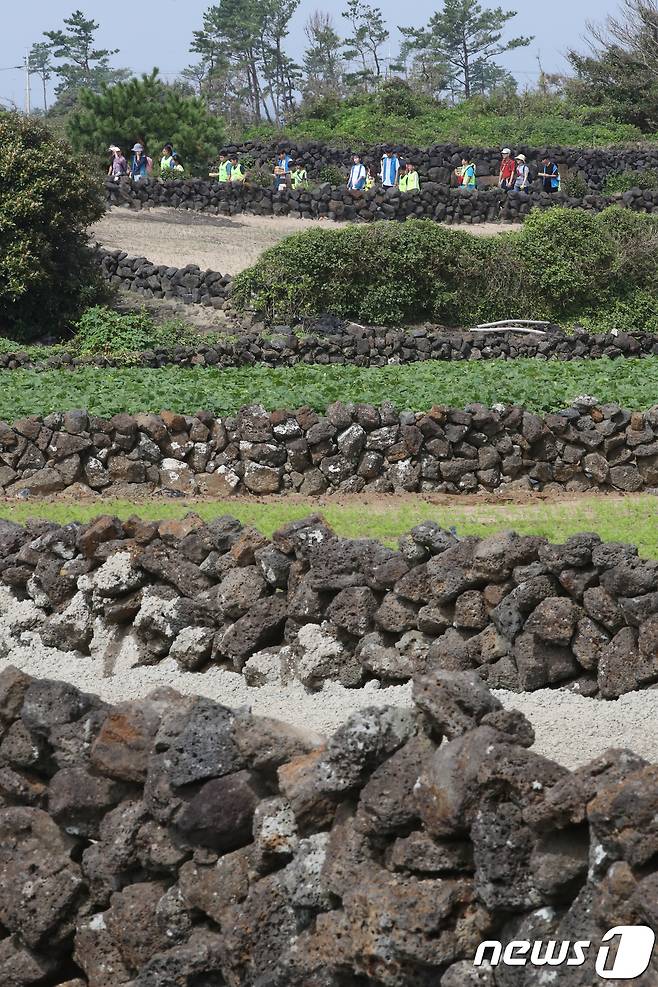 제주도는 직선 길이 10㎝이상의 자연상태의 돌을 제주 보존자원으로 지정해 도외 무단 반출을 엄격하게 제한하고 있다. 제주 현무암을 이용해 쌓은 밭담길 사이로 관광객들이 걸어가고 있다. 2018.9.15/뉴스1 © News1 DB
