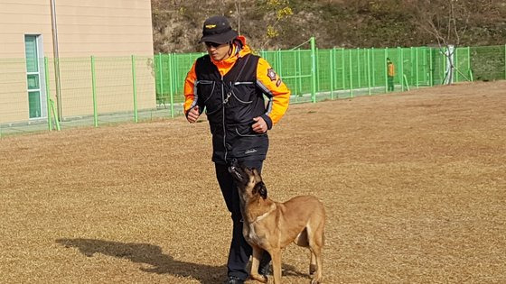 이동수 소방장과 비호가 훈련을 하고 있다. 비호는 올해 7살로 오는 2022년에 은퇴해, 일반분양을 통해 가족을 찾게 된다. [사진 이동수 소방장]