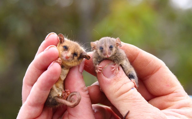 태즈메이니아피그미주머니쥐는 손가락 하나 크기로 세계에서 가장 작은 주머니쥐다. 무게가 겨우 7g에 불과할 만큼 몸집이 작아 식별 자체가 어렵고 연구도 쉽지 않다. /사진=캥거루섬야생동물센터