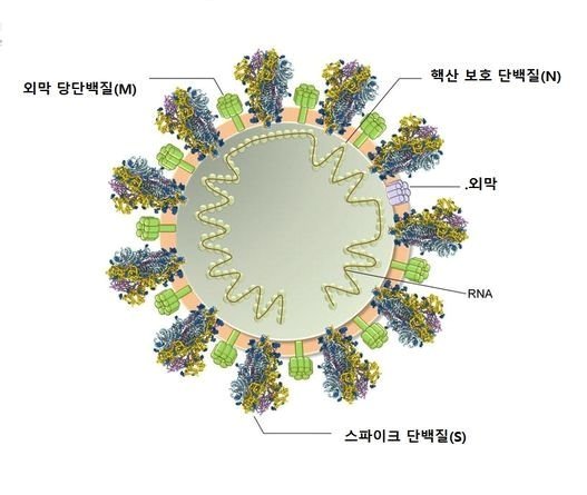 코로나 바이러스 구조