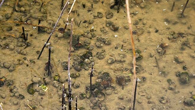 벼논 수로에 가득한 왕우렁이. [안경찬·신보경 PD]