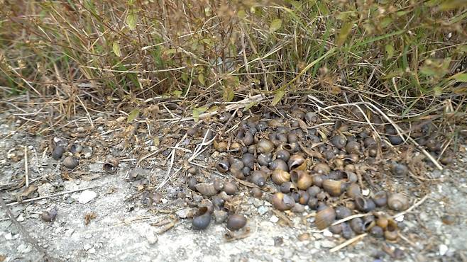 벼논 가장자리에는 주민들이 수거한 왕우렁이가 쌓여 있었다. [안경찬·신보경 PD]