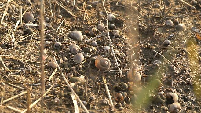 지난 10월 말 라스트 포레스트 취재팀이 찾은 전남 고흥군 볏논. 볏논을 갉아먹은 왕우렁이가 가득했다. [안경찬·신보경 PD]