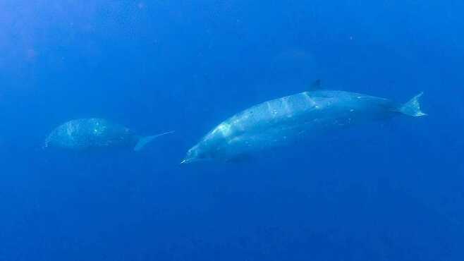 멕시코 서부 해안에서 발견된 신종 고래