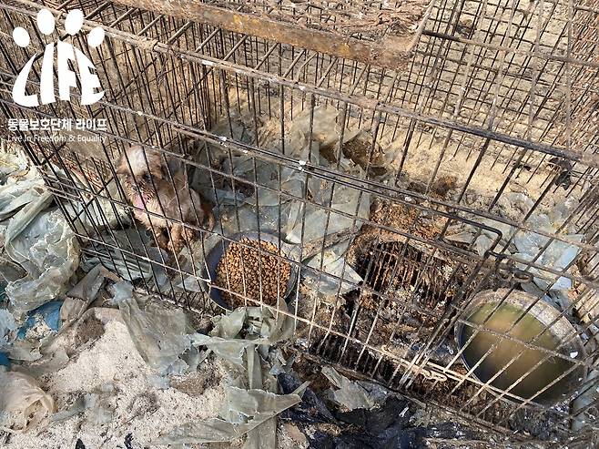 작은 강아지가 피부병에 걸린 채 뜬 장에서 사람을 바라보고 있다.