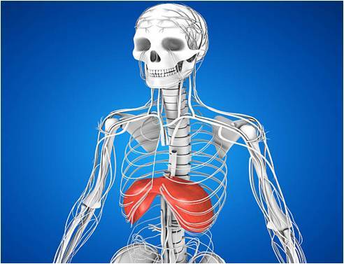 네이버 무료 이미지(횡격막의 위치)