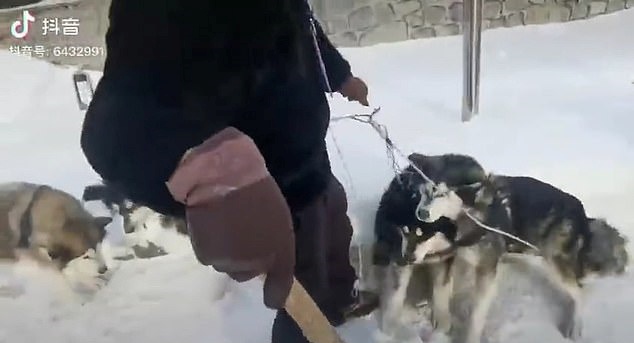중국 헤이롱장성에 있는 아시아 최대 스키 리조트에서 사육하는 썰매견이 학대를 받고 있다는 주장이 나왔다(제보영상 캡쳐)