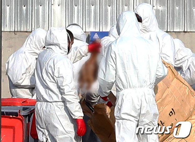 13일 오후 경기 김포시 통진읍의 한 산란계 농장에서 방역당국이 살처분을 하고 있다. 해당 농장에서는 지난 12일 오후 닭이 10여마리가 폐사했다. 방역당국은 폐사한 닭을 대상으로 간이 키트검사를 실시한 결과 9마리가 양성반응을 보였다고 밝혔다.2020.12.13/뉴스1 © News1 정진욱 기자