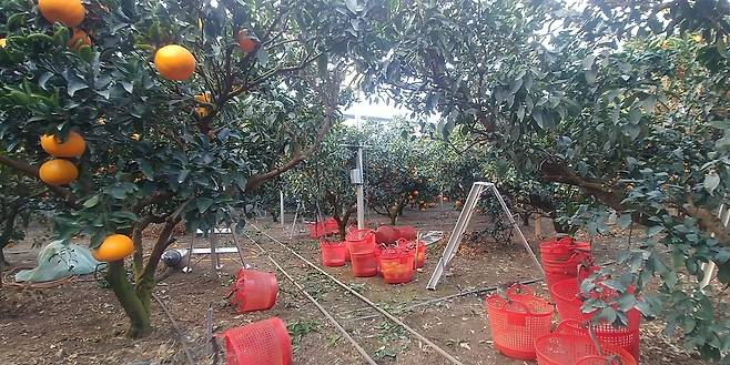 비상품 천혜향 수확 현장 [서귀포시청 제공. 재판매 및 DB 금지]