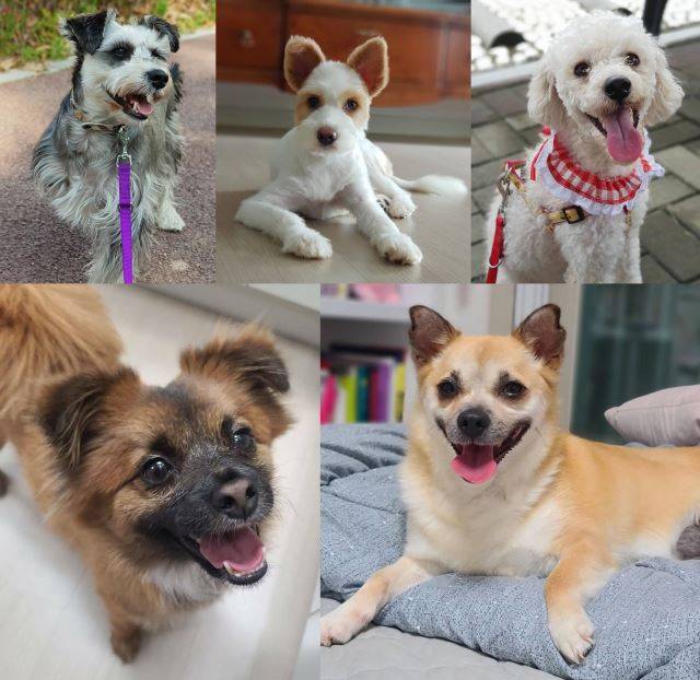 세화씨가 임시보호했던 다섯마리 강아지들. (왼쪽 위부터)한쪽 다리가 없었던 '시리', 사람의 손길을 유난히 무서워 했던 '스콘', 애교쟁이 푸들 '해리', 이제는 집안의 터줏대감이 된 '건우', 캐나다로 입양을 간 '비타'. 모두 행복한 인생 제2막을 살고 있다.