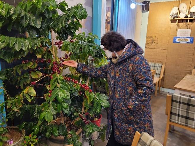 ▲ 김 대표의 카페 한켠에 자리한 커피나무. 한 고객이 빨간 커피열매를 살펴보고 있다. 