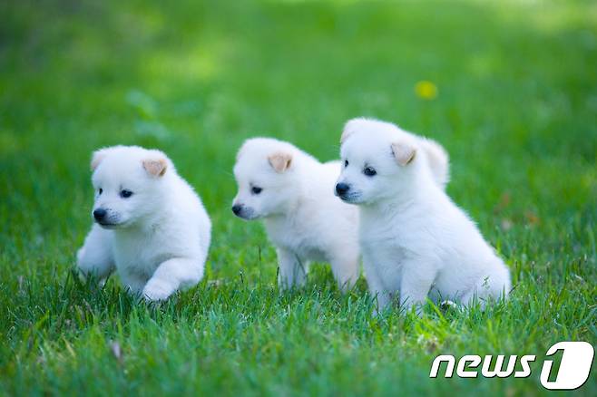 새끼 강아지들. 사진 이미지투데이 © News1