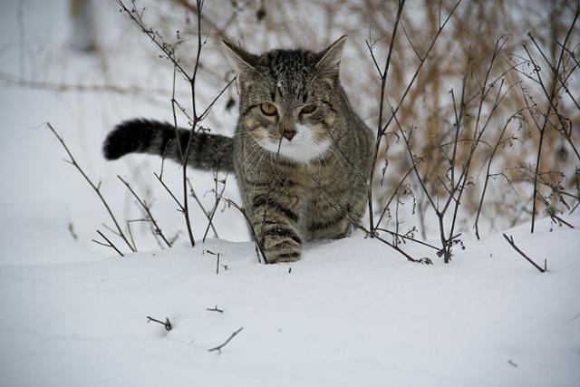 동네 고양이 겨울집을 치운다고 고양이기 사라지는 건 아니다. 픽사베이 제공
