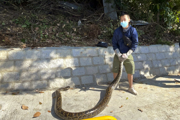켄 리가 1일(현지시간) 홍콩 시골 신영토 지역의 타이팍틴 마을 주민들이 발견한 3미터 길이의 버마 파이톤과 씨름하고 있다. 리는 허가를 받은 뱀 잡이로 최근 버마 파이톤을 잡아 화제가 됐다. AP 연합뉴스