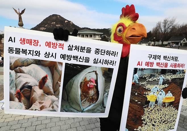 한국동물보호연합 활동가가 지난달 31일 청와대 분수대 앞에서 닭 가면을 쓴 채 조류인플루엔자 예방 백신 사용을 촉구하는 1인 시위를 하고 있다. 연합뉴스