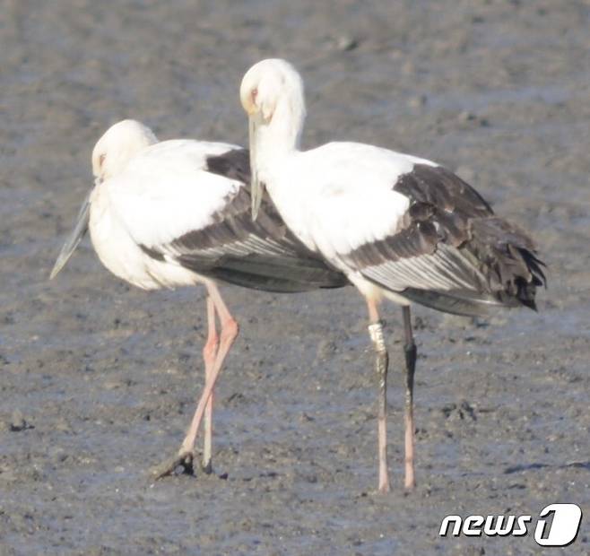 세계자연기금 러시아지부가 지난해 방사했던 황새(오른쪽)가 전남 해남에서 발견됐다. (환경부 제공) © 뉴스1