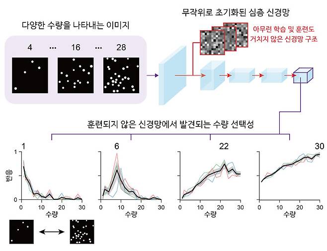 무작위로 초기화된 심층신경망에서 자발적으로 발생하는 수량 선택적 신경망 유닛