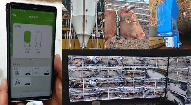 충북 보은의 한 농장이 스마트폰을 활용해 농장 안 소의 먹이 공급, 성장 등을 관리하는 스마트축산 시범사업을 하고 있다.