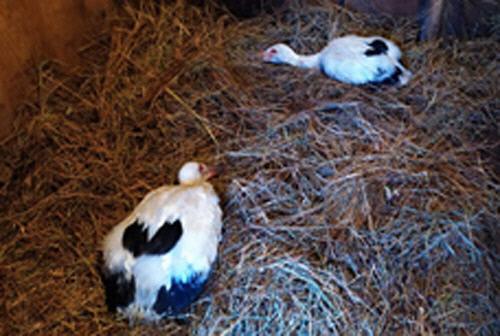 세계자연기금 러시아지부가 지난해 6월 구조한 탈진 상태의 새끼 황새.