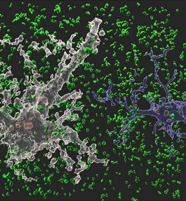 뇌에서 뉴런을 도와 뇌 항상성 유지 역할을 수행하는 세포인별아교세포(하얀색)와 미세아교세포(파란색)가 시냅스를 제거하고 있는 모습.(사진=삼성전자)