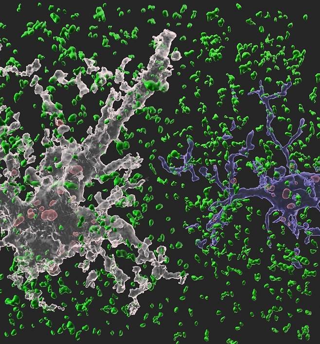 뇌에서 뉴런을 도와 뇌 항상성 유지 역할을 수행하는 세포인 별아교세포(하얀색)와 미세아교세포(파란색)가 시냅스를 제거하고 있는 모습. /사진제공=삼성전자