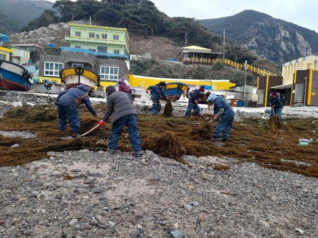 전남 신안군 홍도 2구 어민들이 김 양식까지 밀려오는 괭생이모자반을 수거하고 있다. 신안군 제공