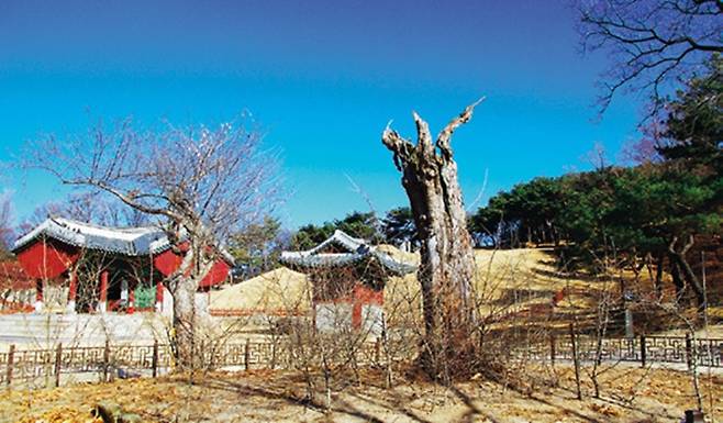 영휘원 산사나무. 천연기념물로 지정됐다 고사해 2015년 지정해제 됐다.