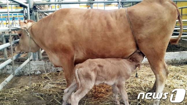 장흥군에서 수정란 이식으로 출산한 새해 첫 혈통 송아지/ 뉴스1