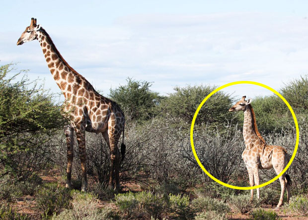 2018년 나미비아 민간 농장에서 발견된 왜소증 수컷 기린(오른쪽). 비슷한 연령대 다른 기린보다 절반 가까이 작은 것을 확인할 수 있다./사진=기린보전재단