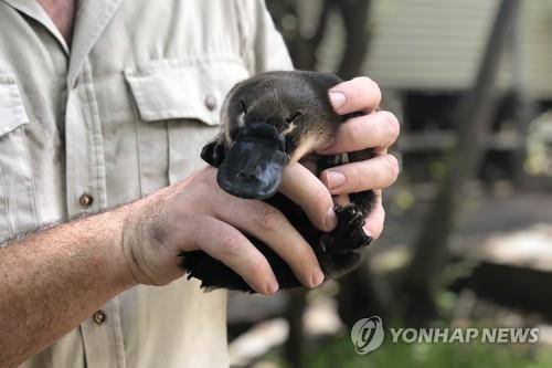 탈진 상태로 구조된 오리너구리 새끼 [EPA=연합뉴스]