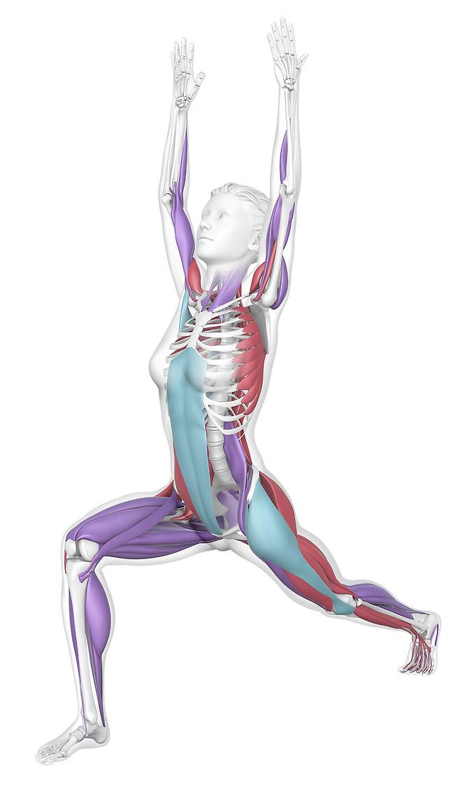 초승달 자세. 엉덩관절 굽힘근을 늘이는 근육들을 강화하는 동작이다. Science of Yoga Copyright © 2019 Dorling Kindersley Limited / Text copyright © Ann Swanson 2019