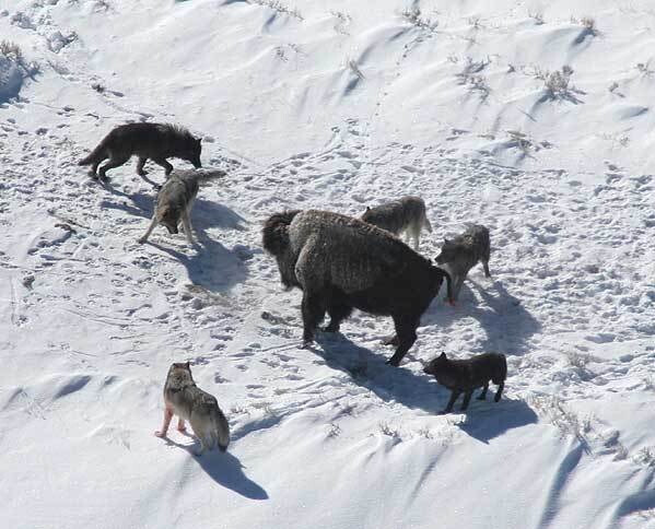 미국 옐로스톤 국립공원의 늑대가 들소를 사냥하고 있다. 늑대와 수렵채취인은 사냥감과 사냥 방식이 비슷하다. 둑 스미스, 옐로스톤 국립공원 관리사무소, 위키미디어 코먼스 제공