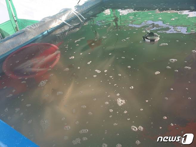 전북 고창의 한 숭어 양식장. 사흘째 이어지고 있는 한파로 고창지역 2개 양식 농가의 숭어 37톤이 폐사(동사)했다.(전북도 제공)2021.1.9/© 뉴스1