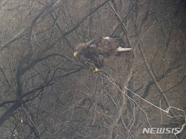 왕송호수 주변 나무에 앉은 흰꼬리수리.