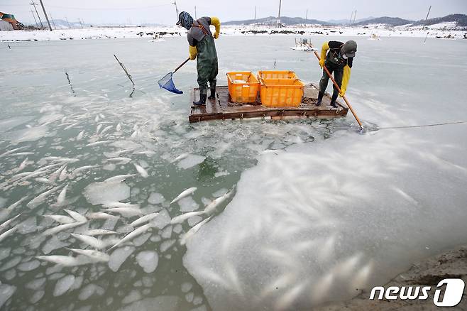 11일 전남 무안군 해제면의 한 양식장에서 한파로 인해 1만여마리의 숭어가 동사, 어민이 숭어를 건져내고 있다. 2020.1.11/뉴스1 © News1 황희규 기자