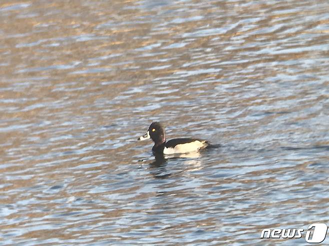 대전에서 월동이 확인된 국내 희귀종 철새 줄부리오리 (대전환경운동연합 제공) © 뉴스1