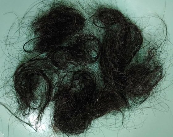 코로나 완치 후 탈모로 고통을 겪고 있다는 신천지 신도가 모아놓은 머리카락. [사진 신천지 대구교회 측]