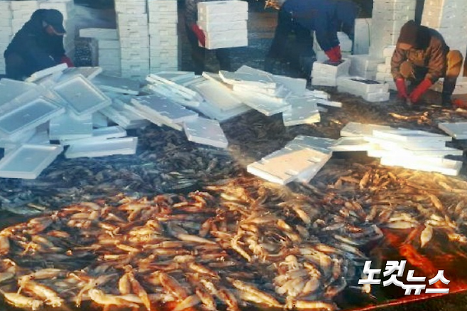 강원 강릉 주문진항에서 포획한 오징어들이 놓여있다. 유선희 기자