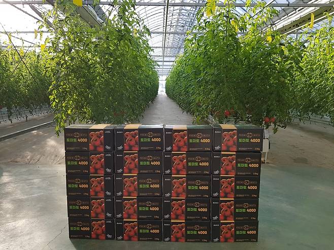 사천시, 신품종 '토마토4000' 출하 [사천시 제공. 재판매 및 DB 금지]