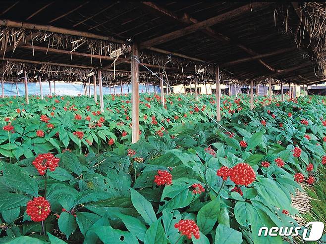 인삼밭 전경.(금산군 제공)© 뉴스1