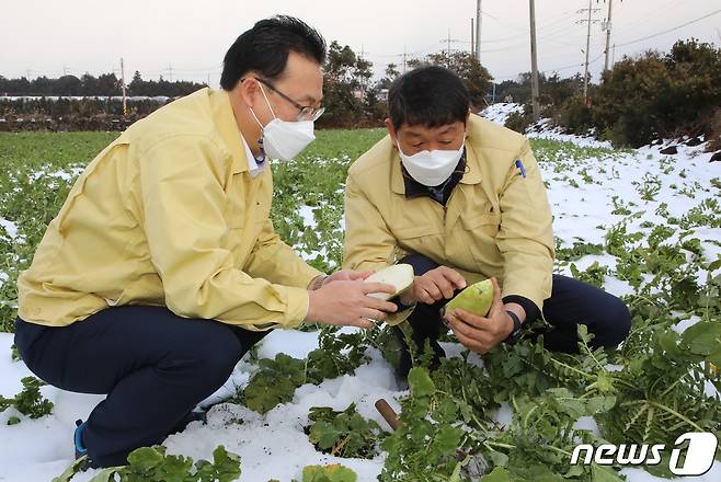 고영권 제주도 정무부지사(왼쪽)기12일 오전 제주시 구좌읍과 서귀포시 성산읍 월동무 재배지역을 방문, 관계 공무원과 피해상황을 살펴보고 있다. (제주도 제공) /© 뉴스1