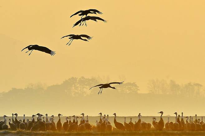 천수만 철새도래지가 환경부 지정 생태관광지역으로 3연속 선정됐다.